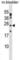 Protein Tyrosine Phosphatase 4A1 antibody, abx029156, Abbexa, Western Blot image 