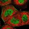 Zinc Finger Protein 174 antibody, NBP1-86821, Novus Biologicals, Immunofluorescence image 
