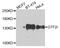 General Transcription Factor IIi antibody, orb373841, Biorbyt, Western Blot image 