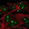 WEE1hu antibody, NBP2-56925, Novus Biologicals, Immunofluorescence image 