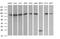 Dynamin 1 Like antibody, MA5-26249, Invitrogen Antibodies, Western Blot image 