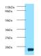 Thioredoxin antibody, orb240638, Biorbyt, Western Blot image 