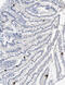 Peptide YY antibody, BPD-ABS-029-01-1, Enzo Life Sciences, Immunohistochemistry paraffin image 