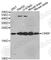 Cold-inducible RNA-binding protein antibody, A3788, ABclonal Technology, Western Blot image 