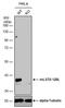 MTOR Associated Protein, LST8 Homolog antibody, PA5-78558, Invitrogen Antibodies, Western Blot image 