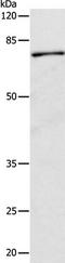 Calpain 1 antibody, TA324115, Origene, Western Blot image 