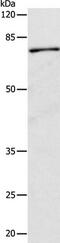 Calpain-1 catalytic subunit antibody, TA324115, Origene, Western Blot image 