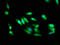 Serine/Threonine Kinase 24 antibody, LS-B13790, Lifespan Biosciences, Immunofluorescence image 