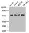 Dynactin Subunit 4 antibody, LS-C380273, Lifespan Biosciences, Western Blot image 