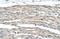 G Protein-Coupled Receptor 161 antibody, 29-742, ProSci, Immunohistochemistry paraffin image 