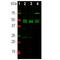 RNA Binding Fox-1 Homolog 3 antibody, M11954-1, Boster Biological Technology, Western Blot image 