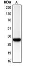 Adenylate Kinase 4 antibody, orb340816, Biorbyt, Western Blot image 