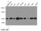 CAMP Responsive Element Binding Protein 1 antibody, 12208-1-AP, Proteintech Group, Western Blot image 