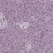Cell Adhesion Molecule 2 antibody, NBP1-81606, Novus Biologicals, Immunohistochemistry paraffin image 