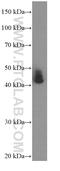 Citrulline--aspartate ligase antibody, 66036-1-Ig, Proteintech Group, Western Blot image 