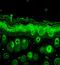 RAB5A, Member RAS Oncogene Family antibody, orb67543, Biorbyt, Immunohistochemistry paraffin image 