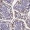 Solute Carrier Family 28 Member 2 antibody, NBP2-33451, Novus Biologicals, Immunohistochemistry frozen image 