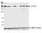 Tight Junction Protein 1 antibody, NBP2-80141, Novus Biologicals, Western Blot image 