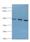 HtrA Serine Peptidase 2 antibody, MBS1496090, MyBioSource, Western Blot image 