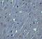 Hook Microtubule Tethering Protein 3 antibody, NBP2-81990, Novus Biologicals, Immunohistochemistry frozen image 