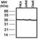 GAPDH antibody, GTX78213, GeneTex, Western Blot image 