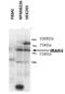 Interleukin 1 Receptor Associated Kinase 4 antibody, DDX0340P-100, Novus Biologicals, Western Blot image 