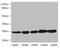 Glutathione S-Transferase Kappa 1 antibody, LS-C675841, Lifespan Biosciences, Western Blot image 