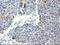 TBC1 Domain Family Member 21 antibody, LS-C173371, Lifespan Biosciences, Immunohistochemistry paraffin image 