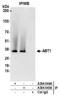 Activator Of Basal Transcription 1 antibody, A304-044A, Bethyl Labs, Immunoprecipitation image 