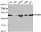 AP2M1 antibody, MBS126716, MyBioSource, Western Blot image 