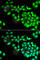mRNA-capping enzyme antibody, A6431, ABclonal Technology, Immunofluorescence image 