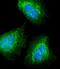 Makorin Ring Finger Protein 2 antibody, M10562, Boster Biological Technology, Immunofluorescence image 