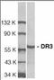 TNF Receptor Superfamily Member 25 antibody, orb88388, Biorbyt, Western Blot image 