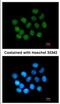 Scaffold Attachment Factor B2 antibody, NBP2-20265, Novus Biologicals, Immunocytochemistry image 
