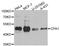 Carboxypeptidase A1 antibody, A3803, ABclonal Technology, Western Blot image 