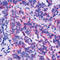 TIMP Metallopeptidase Inhibitor 2 antibody, LS-C87786, Lifespan Biosciences, Immunohistochemistry frozen image 