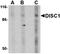 DISC1 Scaffold Protein antibody, orb74868, Biorbyt, Western Blot image 
