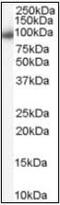 Karyopherin Subunit Beta 1 antibody, orb88266, Biorbyt, Western Blot image 