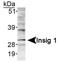 Insulin Induced Gene 1 antibody, NB110-55244, Novus Biologicals, Western Blot image 
