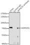 ASPSCR1 Tether For SLC2A4, UBX Domain Containing antibody, GTX33023, GeneTex, Immunoprecipitation image 