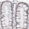 Pyridoxamine 5'-Phosphate Oxidase antibody, PA5-55687, Invitrogen Antibodies, Immunohistochemistry paraffin image 