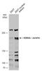 Lysine Demethylase 5A antibody, GTX130278, GeneTex, Western Blot image 
