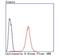 Calcineurin A antibody, NBP2-67201, Novus Biologicals, Flow Cytometry image 