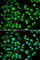 Cyclin Dependent Kinase Inhibitor 2D antibody, A6556, ABclonal Technology, Immunofluorescence image 