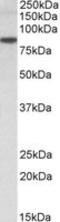 Tripartite Motif Containing 36 antibody, MBS421334, MyBioSource, Western Blot image 