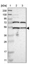 EF-Hand Calcium Binding Domain 14 antibody, PA5-52878, Invitrogen Antibodies, Western Blot image 