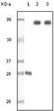 Dynamin-1 antibody, 32-146, ProSci, Enzyme Linked Immunosorbent Assay image 