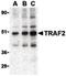 TNF receptor-associated factor 2 antibody, LS-C19557, Lifespan Biosciences, Western Blot image 