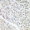 Cyclin Dependent Kinase 1 antibody, 18-837, ProSci, Immunohistochemistry paraffin image 