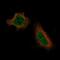 Death Domain Associated Protein antibody, NBP2-61622, Novus Biologicals, Immunocytochemistry image 